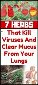 7 HERBS THAT KILL VIRUSES AND CLEAR MUCUS FROM YOUR LUNGS