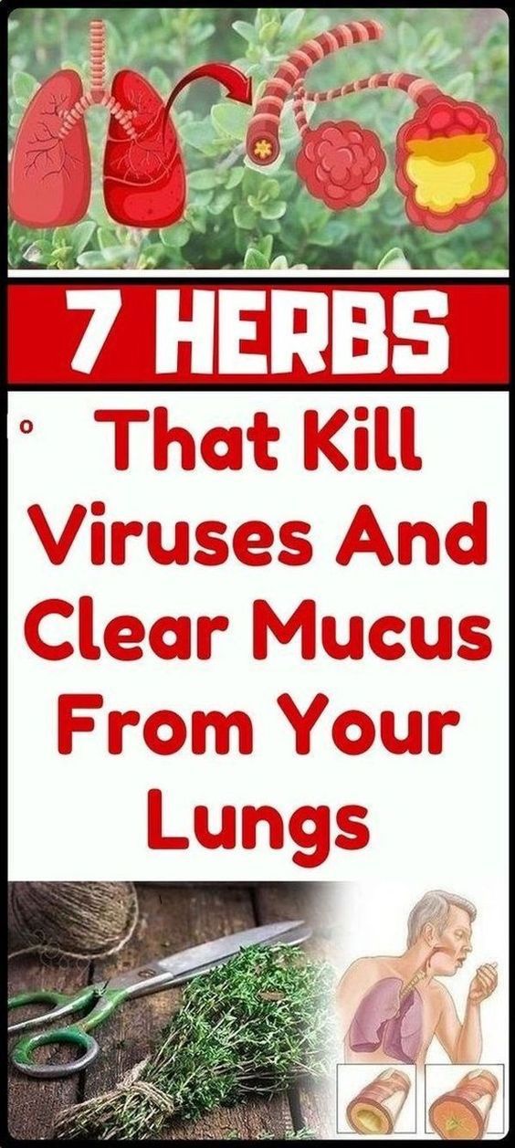 7 HERBS THAT KILL VIRUSES AND CLEAR MUCUS FROM YOUR LUNGS Secret Of